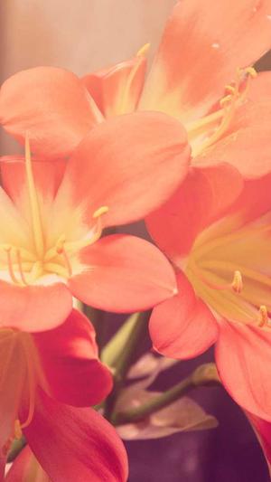 快播增强版官方下载截图1